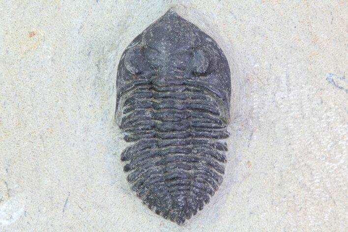 Bargain, Pseudocryphaeus (Cryphina) Trilobite #68668